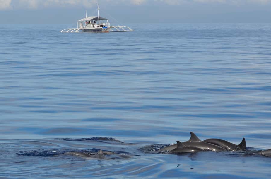 Bohol: Private Balicasag Tour with extra snorkeling time - Virgin Island is not part of the current visit