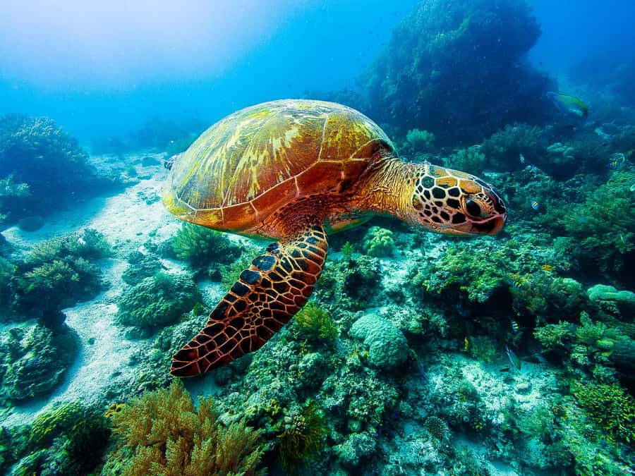 Bohol: Private Balicasag Tour with extra snorkeling time - The 6:00 AM start and the search for dolphins