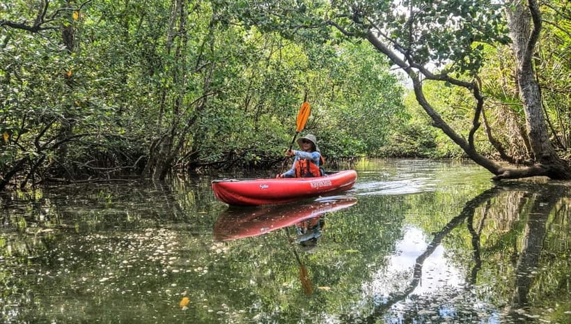 Bohol: SUSTAINABLE Mangrove Tunnels & Firefly Kayaking trail - Key points to know before you book