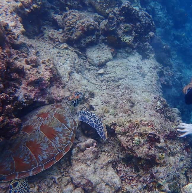 Cebu: 2-Day Private Tour Moalboal and Oslob - Key points to know before booking
