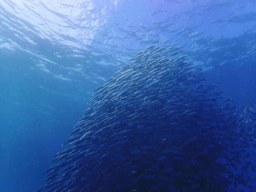 Cebu: 2-Day Private Tour Moalboal and Oslob - A fast but useful route through Southern Cebu