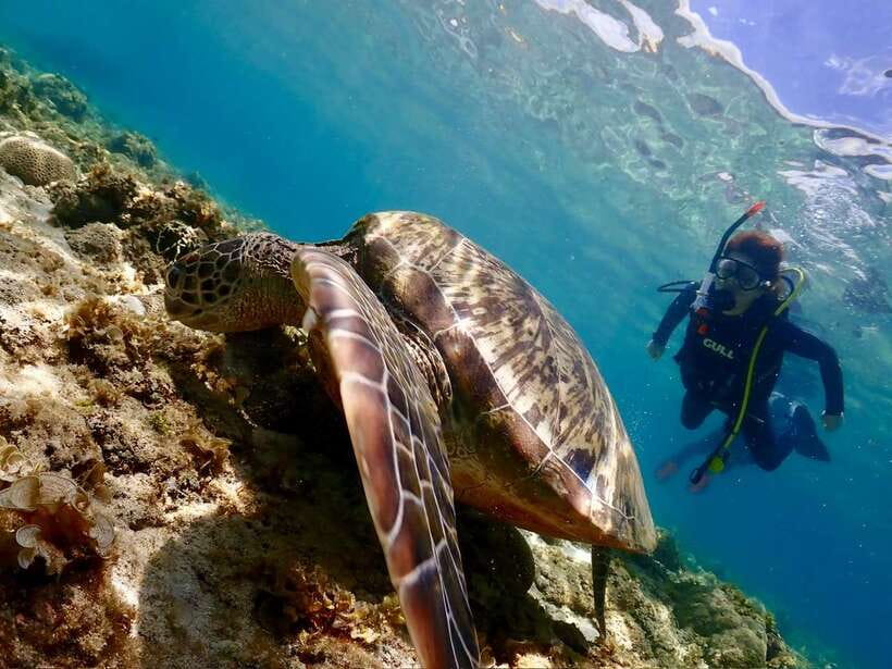 Cebu: Beach Scuba Diving Experience - Meeting Cebu’s Underwater World From the Beach