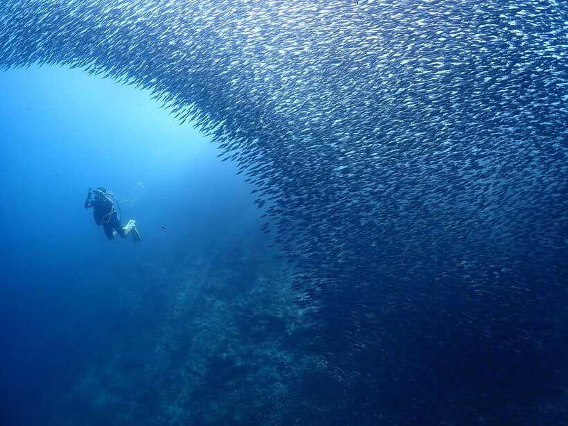 Cebu: Beach Scuba Diving Experience - One Session or Two?