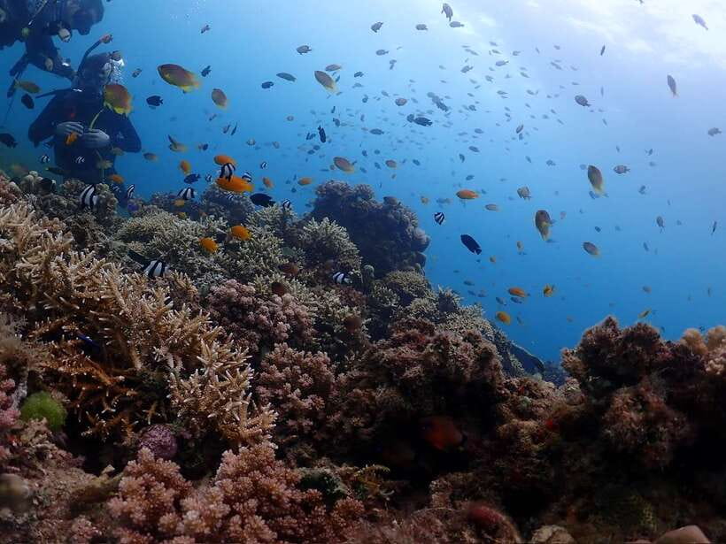 Cebu: Beach Scuba Diving Experience - Free Photos Make a Real Difference