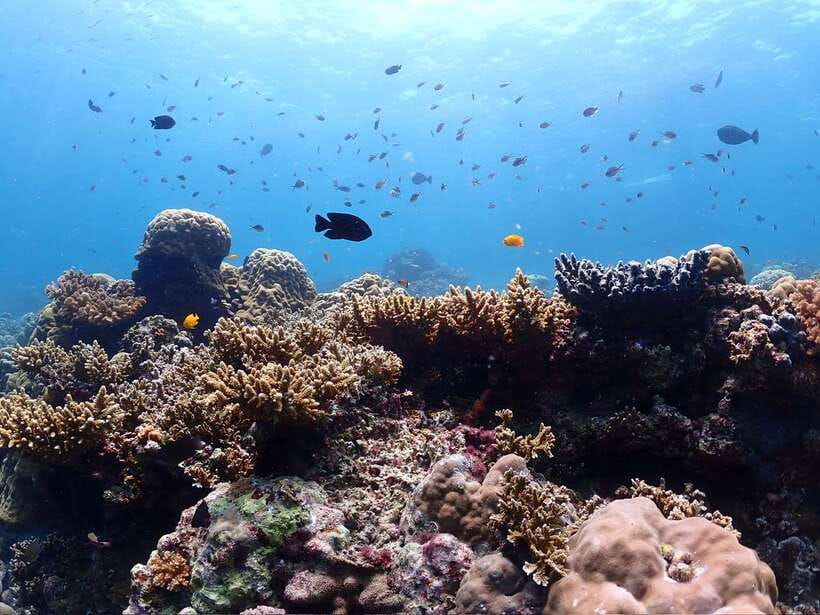Cebu: Boat Diving Two Dive Tour in Olango Island - Why the short ride to Olango Island matters