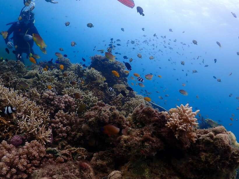 Cebu: Boat Diving Two Dive Tour in Olango Island - Equipment, photos, and the practical extras