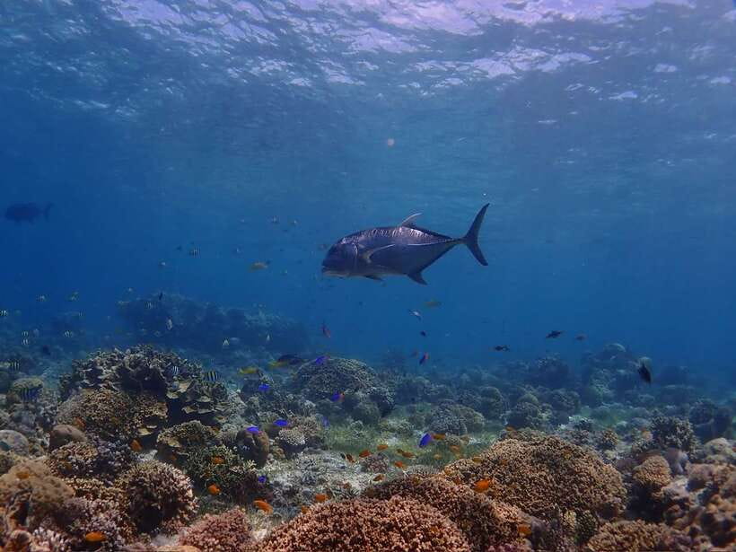 Cebu: Boat Diving Two Dive Tour in Olango Island - Health rules you should take seriously