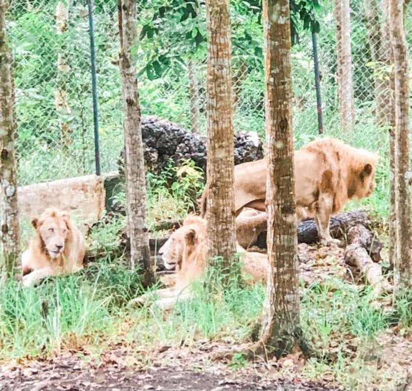 Cebu:Cebu Safari Adventure Park Day Trip - Should you book Cebu Safari Adventure Park?