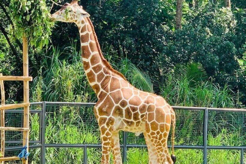 Cebu:Cebu Safari Adventure Park Day Trip - A long day built around Cebu’s animal park
