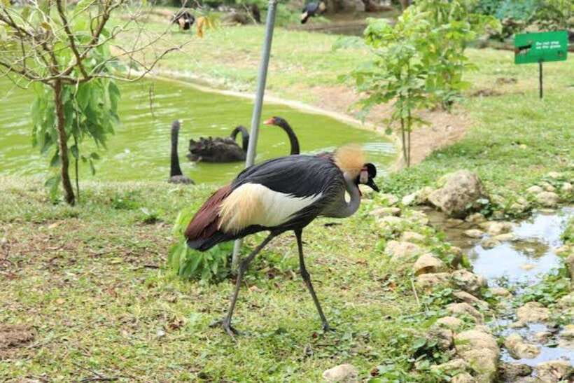 Cebu:Cebu Safari Adventure Park Day Trip - Shows and the best times to plan your route