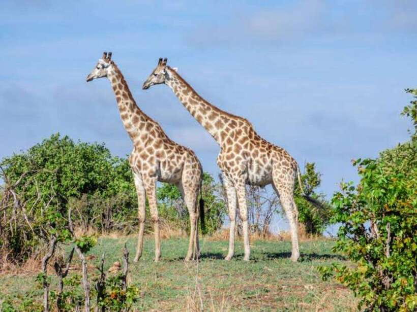 Cebu:Cebu Safari Adventure Park Day Trip - Animal encounters and feeding sessions