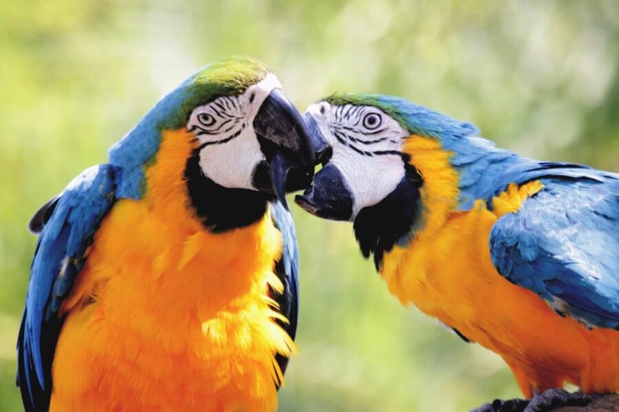 Cebu:Cebu Safari Adventure Park Day Trip - Price, private transport, and what the package is worth