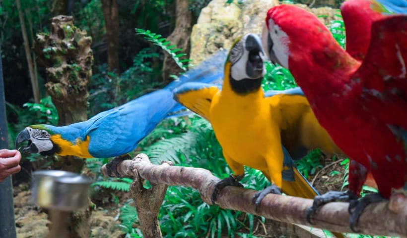 Cebu:Cebu Safari Adventure Park Day Trip - What the six-hour park visit includes