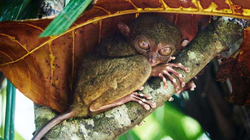 Cebu City: Bohol Countryside Tour with Loboc Cruise Lunch - A very full day from Cebu to Bohol