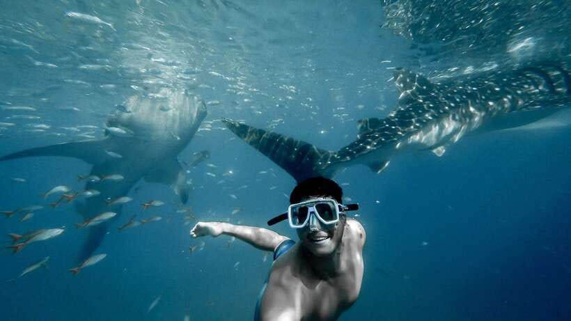 Cebu City: Whale Shark Swimming & Kawasan Falls Canyoneering - Cebu’s biggest adventure in six key points