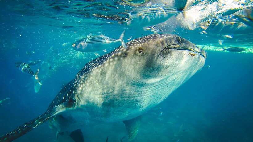 Cebu City: Whale Shark Swimming & Kawasan Falls Canyoneering - A 2 AM start for Oslob’s whale sharks