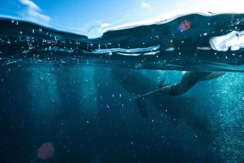 Cebu City: Whale Shark Swimming & Kawasan Falls Canyoneering - The road to Badian and the included lunch