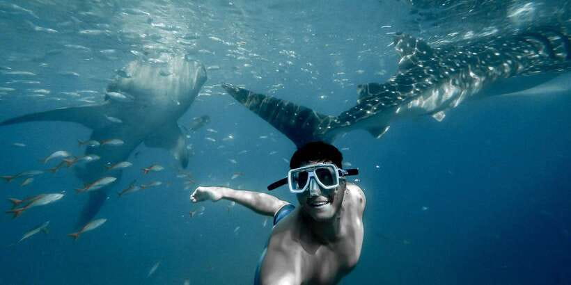 Cebu City: Whale Shark Swimming & Kawasan Falls Canyoneering - Shared van or private vehicle?