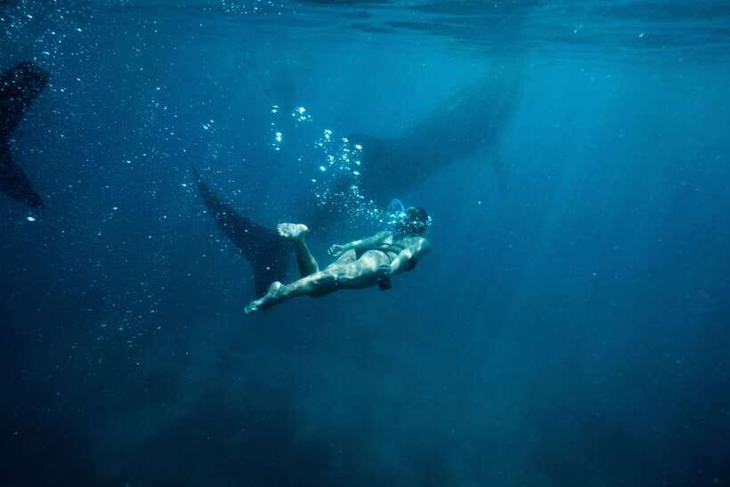 Cebu City: Whale Shark Swimming & Kawasan Falls Canyoneering - What the whale shark session is really like