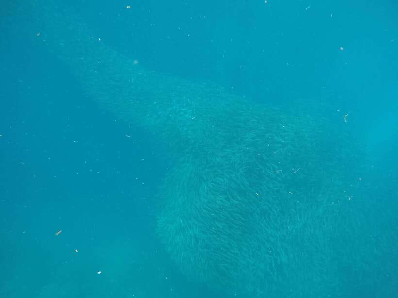 Cebu: Kawasan Canyoneering & Sardines Run and Turtle Chase - Moalboal’s sardine cloud and turtle search