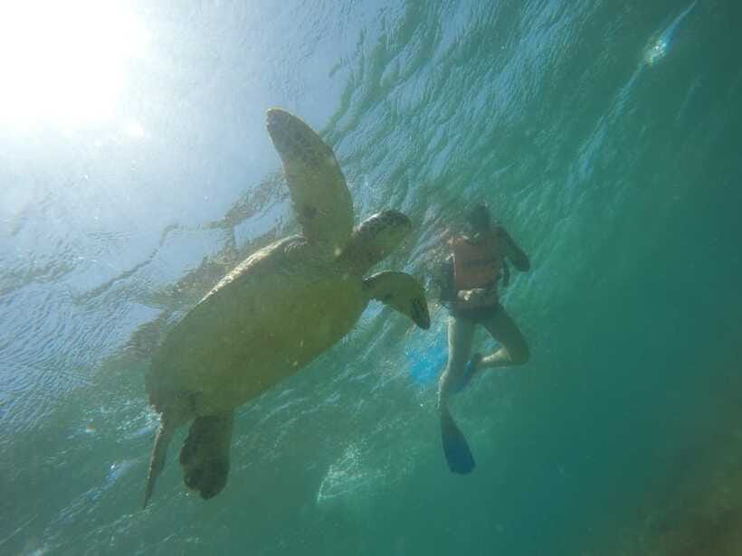 Cebu: Kawasan Canyoneering & Sardines Run and Turtle Chase - What the $90 price really buys you
