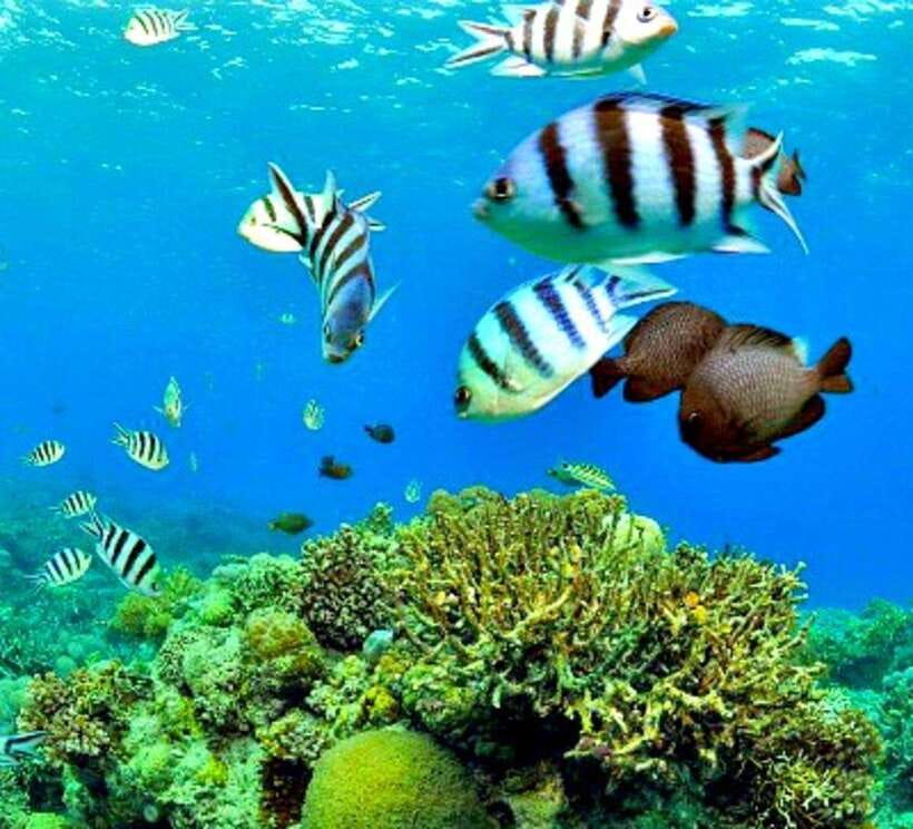 Cebu: Mactan Island Hopping Boat Tour with Lunch - Caohagan Island brings the first beach stop