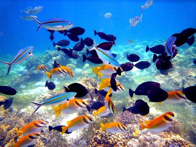 Cebu: Mactan Island Hopping Boat Tour with Lunch - How to prepare for a more comfortable day
