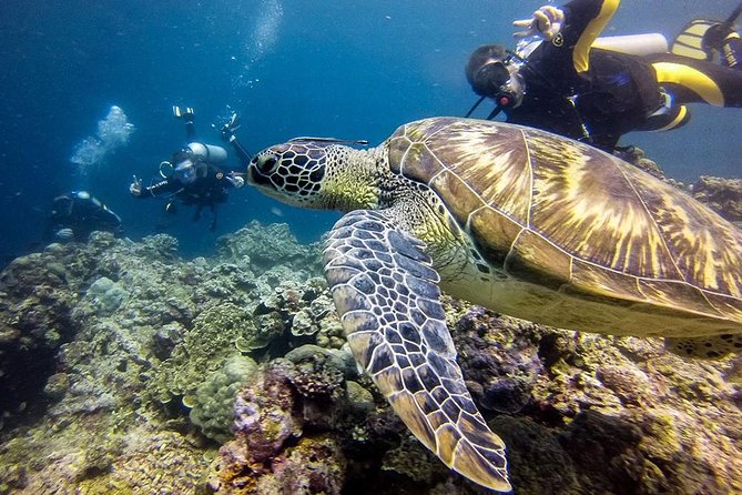 Cebu Moalboal Beach, Sardine Run, Sea Turtle Viewing + Canyoneering Tour - Moalboal Beach and the lunch break