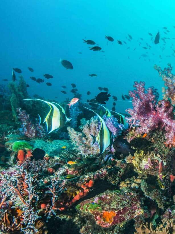 Cebu: Moalboal Island Hopping and Mantayupan Falls Day Trip - The sardine run is worth the early effort