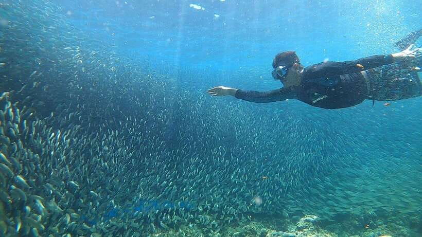 Cebu: Moalboal Island Hopping and Mantayupan Falls Day Trip - What the $112 price really buys you