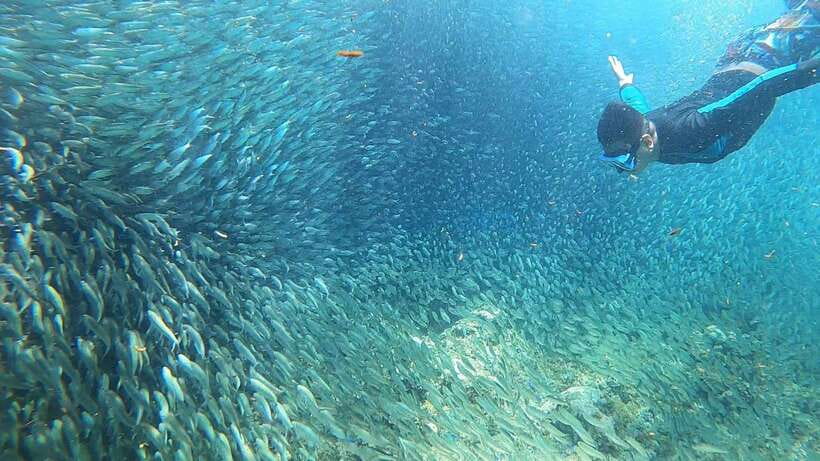 Cebu: Moalboal Island Hopping & Kawasan Falls Adventure - Pescador Island brings coral, fish, and open water
