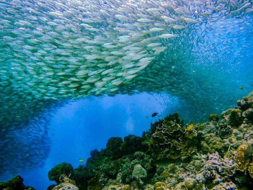 Cebu: Moalboal Sardines and Turtles Snorkeling Tour - Why Moalboal’s sardine run is worth the long ride