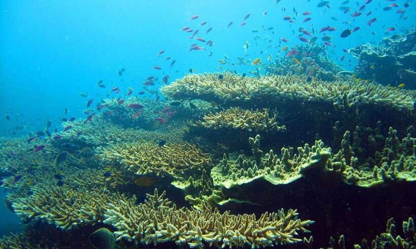 Cebu: Moalboal Sardines and Turtles Snorkeling Tour - Talisay Point and the turtle search