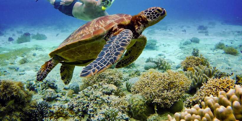 Cebu: Moalboal Sardines and Turtles Snorkeling Tour - What the $87 price really covers