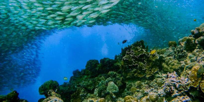 Cebu: Moalboal Sardines and Turtles Snorkeling Tour - Weather, visibility, and practical expectations