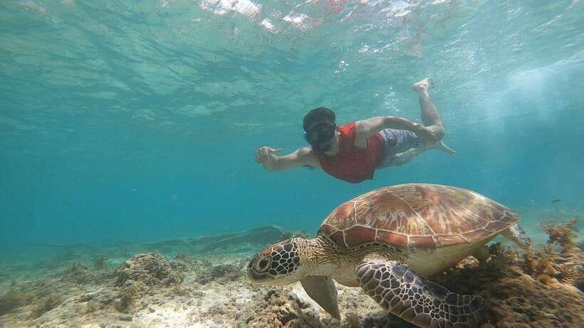 Cebu: Moalboal Sardines Run Snorkel & Kawasan Canyoneering - Looking for turtles in the same water