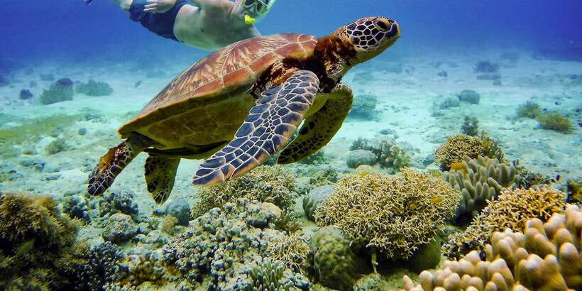 Cebu: Moalboal Sardines & Turtle Snorkeling and Canyoneering - How the $150 Price Works