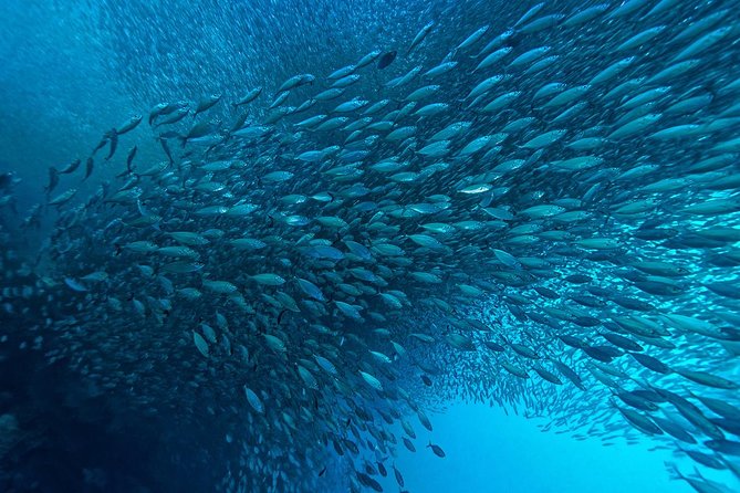Cebu: Moalboal Sardines, Turtle Snorkeling & Kawasan Canyoneering - Why this Cebu combination works