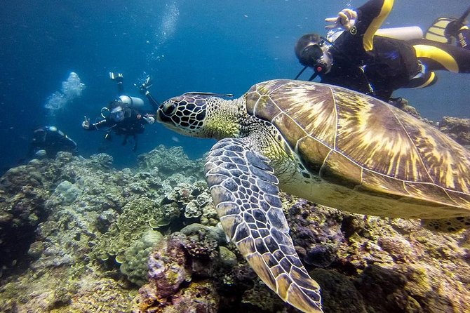 Cebu: Moalboal Sardines, Turtle Snorkeling & Kawasan Canyoneering - Private touring and the pace of the day