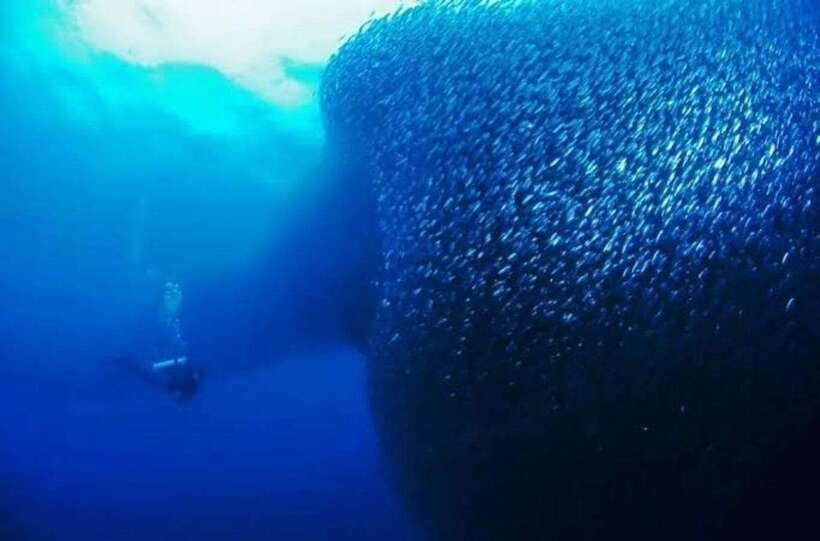 Cebu: Moalboal Scuba Diving, Sardines Run & Pescador Snorkel - The silver wall at Moalboal