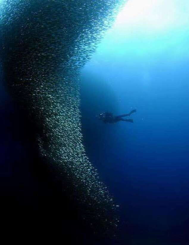 Cebu: Moalboal Scuba Diving, Sardines Run & Pescador Snorkel - Getting ready for the underwater session