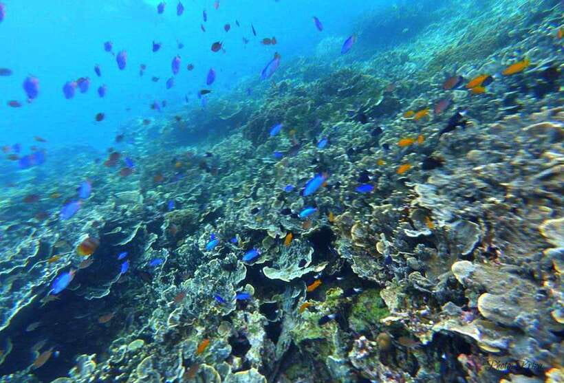 Cebu: Moalboal Scuba Diving, Sardines Run & Pescador Snorkel - Why the sardine run works for photographers