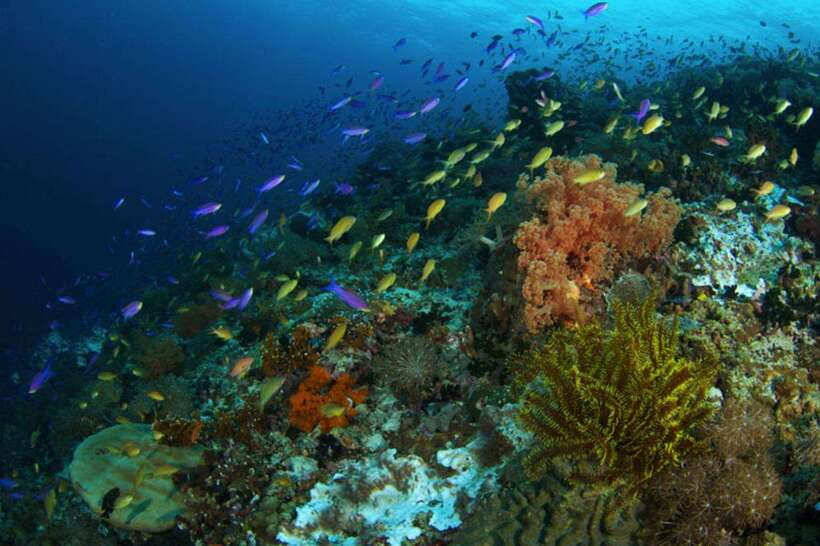 Cebu: Moalboal Scuba Diving, Sardines Run & Pescador Snorkel - FAQ