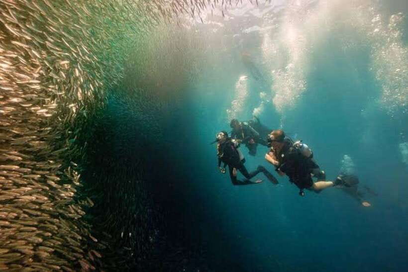 Cebu: Moalboal Scuba Diving, Sardines Run & Pescador Snorkel - The long Cebu pickup matters