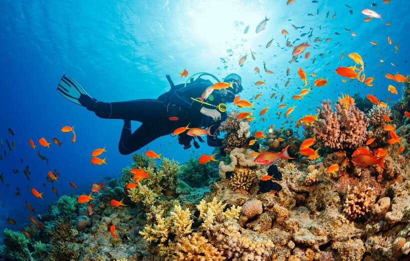 Cebu: Moalboal Scuba Diving with Sardines and Turtle Snorkel - Key points to know before booking