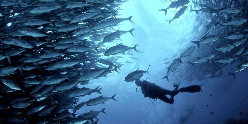 Cebu: Moalboal Scuba Diving with Sardines and Turtle Snorkel - The sardine run is the star of the day