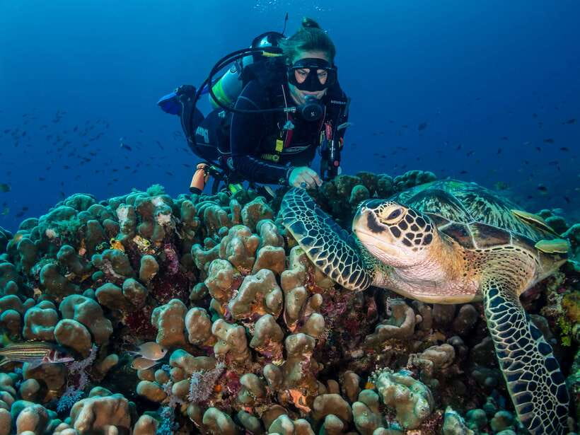 Cebu: Moalboal Scuba Diving with Sardines and Turtle Snorkel - Pescador Island and the coral question
