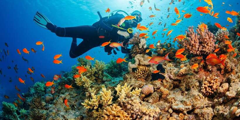 Cebu: Moalboal Scuba Diving with Sardines and Turtle Snorkel - Who should choose this Moalboal outing?