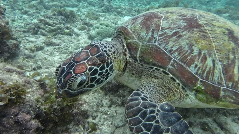 Cebu: Moalboal Snorkeling, Mantayupan Falls & ATV Adventure - Who will enjoy this Cebu day tour most