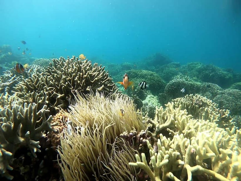 Cebu: Moalboal Snorkeling, Mantayupan Falls & ATV Adventure - Carcar lunch and the long road home